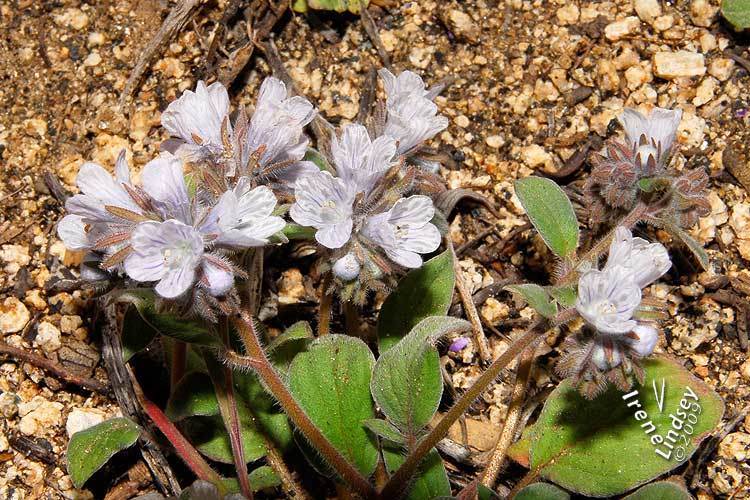 Phacelia congdonii