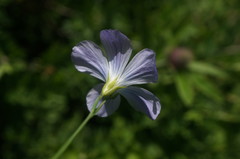 Linum nervosum