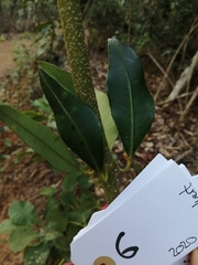 Alyxia spicata