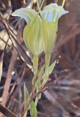 Pterostylis dilatata