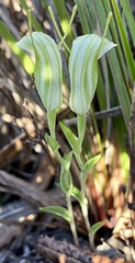 Pterostylis dilatata