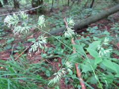 Dactylis glomerata lobata