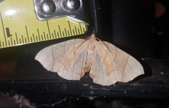 Eulithis gracilineata