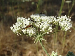 Stenopterus ater