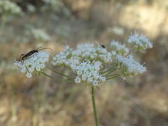 Stenopterus ater