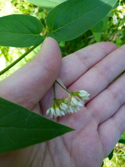 Vincetoxicum hirundinaria