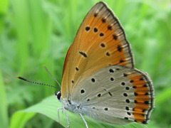 Lycaena dispar