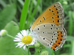 Lycaena dispar