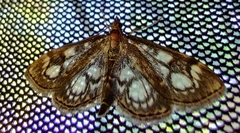 Anania coronata