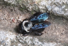 Xylocopa phalothorax