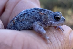 Pseudophryne guentheri