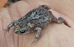 Pseudophryne guentheri