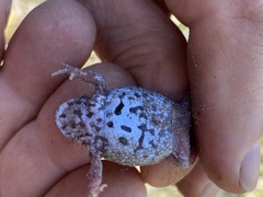 Pseudophryne guentheri