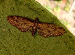 Eupithecia abbreviata