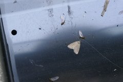 Photedes minima