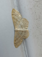Idaea deversaria