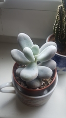 Pachyphytum