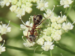 Formica rufa