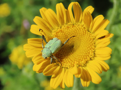 Hoplia parvula