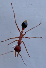 Myrmecia analis