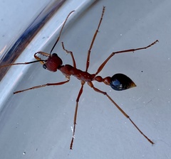 Myrmecia analis