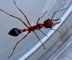 Myrmecia analis