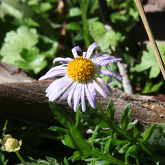 Brachyscome multifida