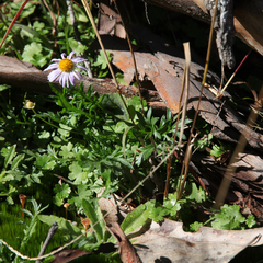 Brachyscome multifida