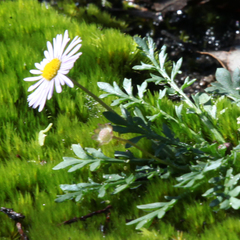 Brachyscome multifida