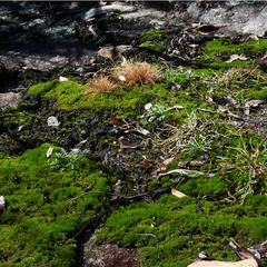 Brachyscome multifida