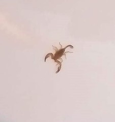 Euscorpius aquilejensis