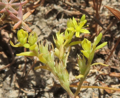Sedum assyriacum