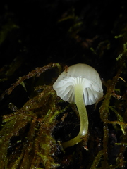 Mycena subviscosa