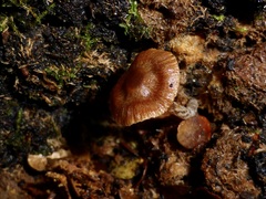 Galerina patagonica
