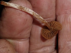 Galerina patagonica
