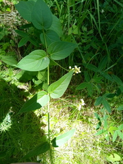 Vincetoxicum hirundinaria