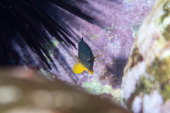 Plectroglyphidodon gascoynei