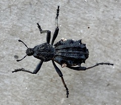 Oditesus buceros
