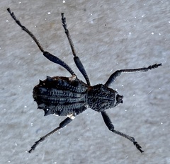 Oditesus buceros