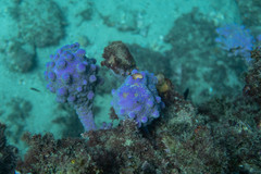 Pyura spinifera