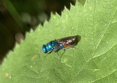 Chrysis fulgida