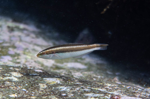 Brokeline wrasse (Stethojulis interrupta) — Labridae — 3