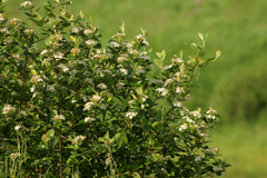 Aronia mitschurinii