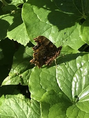 Polygonia c-album