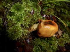 Cortinarius epiphaeus