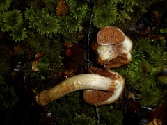Cortinarius epiphaeus