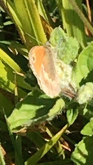 Coenonympha pamphilus