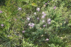 Psephellus declinatus