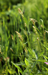 Anthoxanthum odoratum