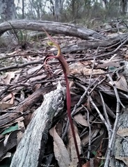 Chiloglottis reflexa